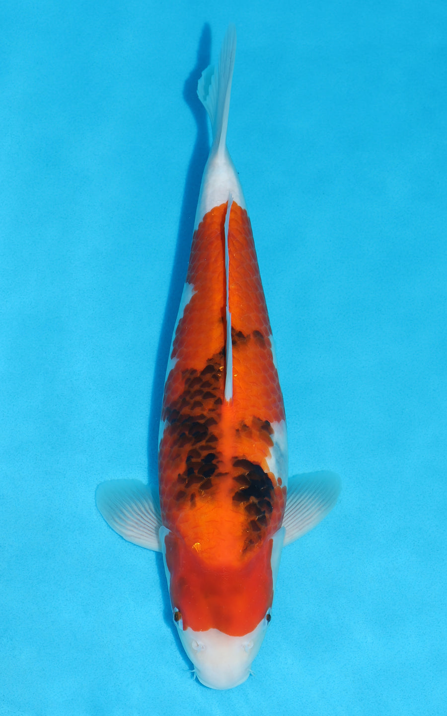 Showa - 39cm REF:29183