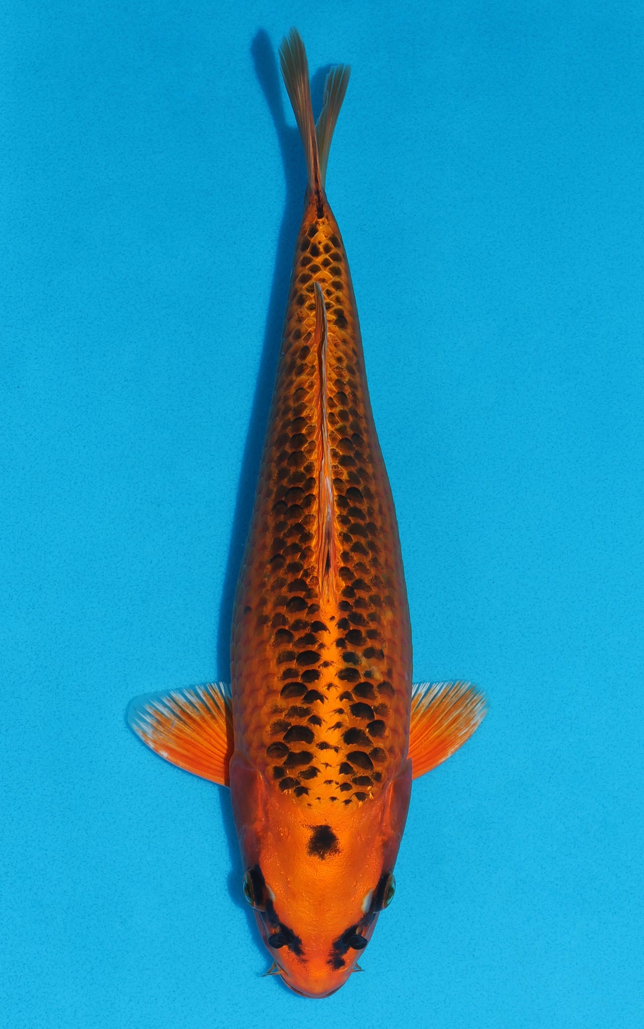 Kin Matsuba - 33cm REF:19188