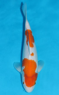 Thumbnail for Kohaku - 35cm REF:13177