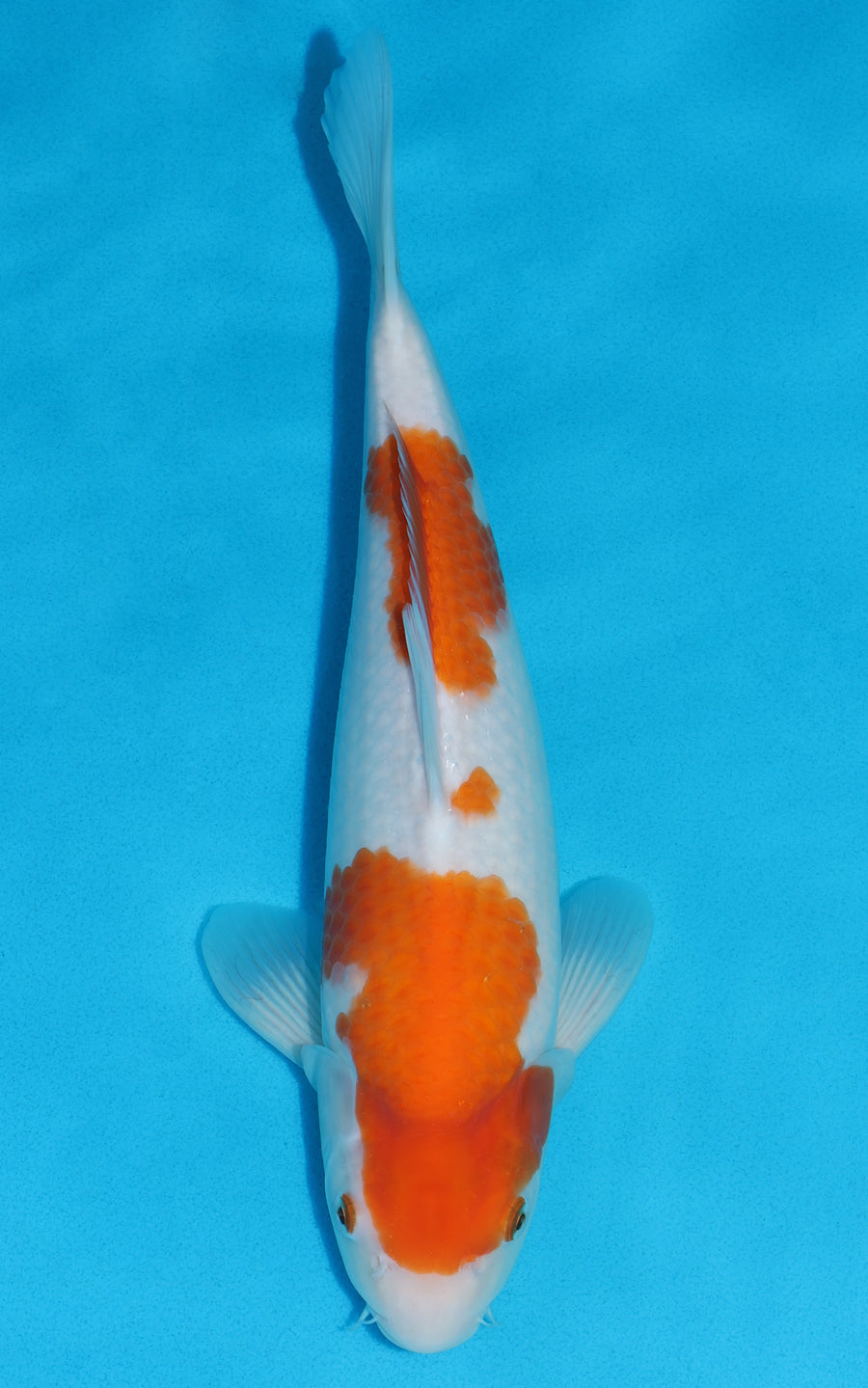 Kohaku - 35cm REF:13177