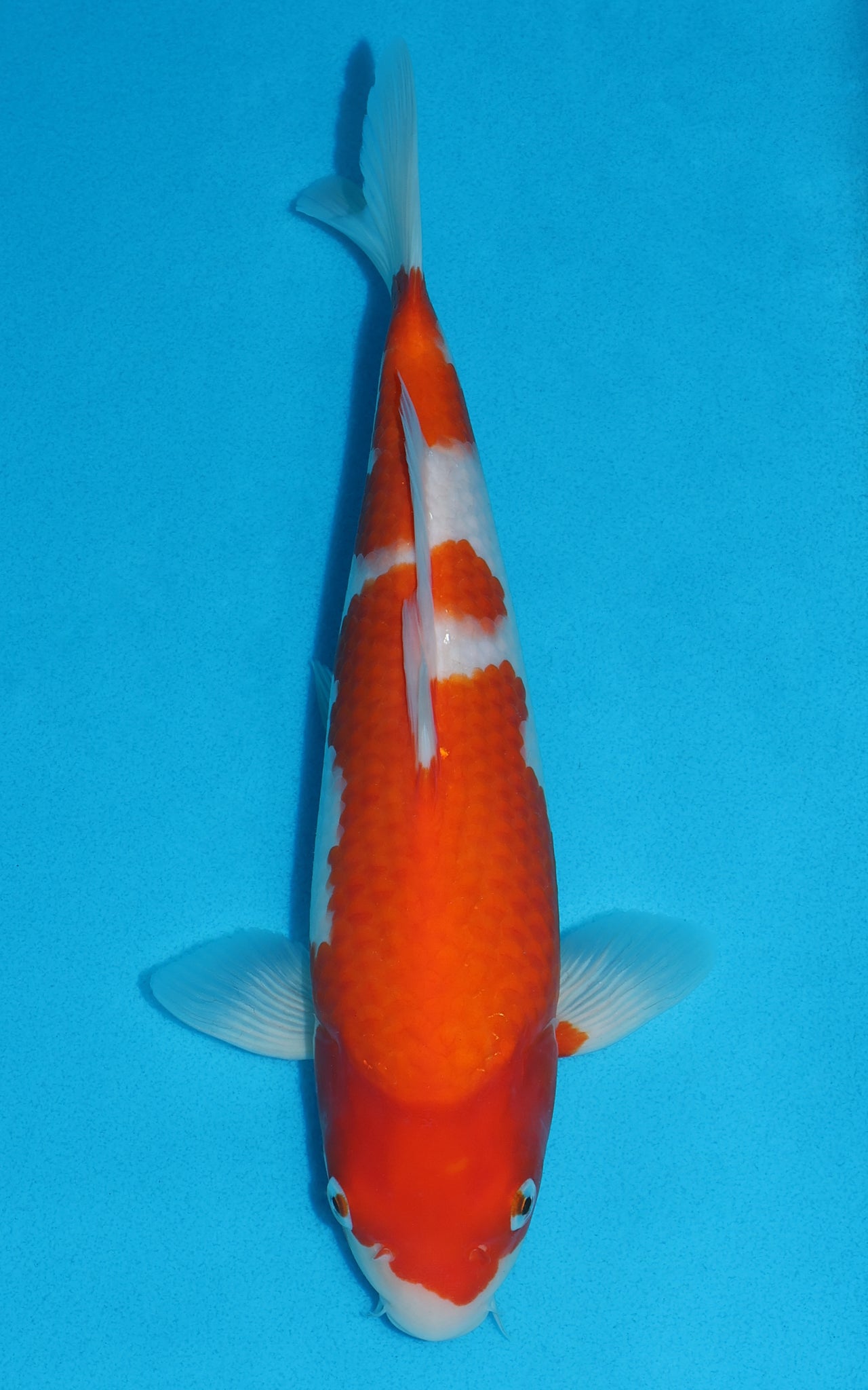 Kohaku - 31cm REF:19196