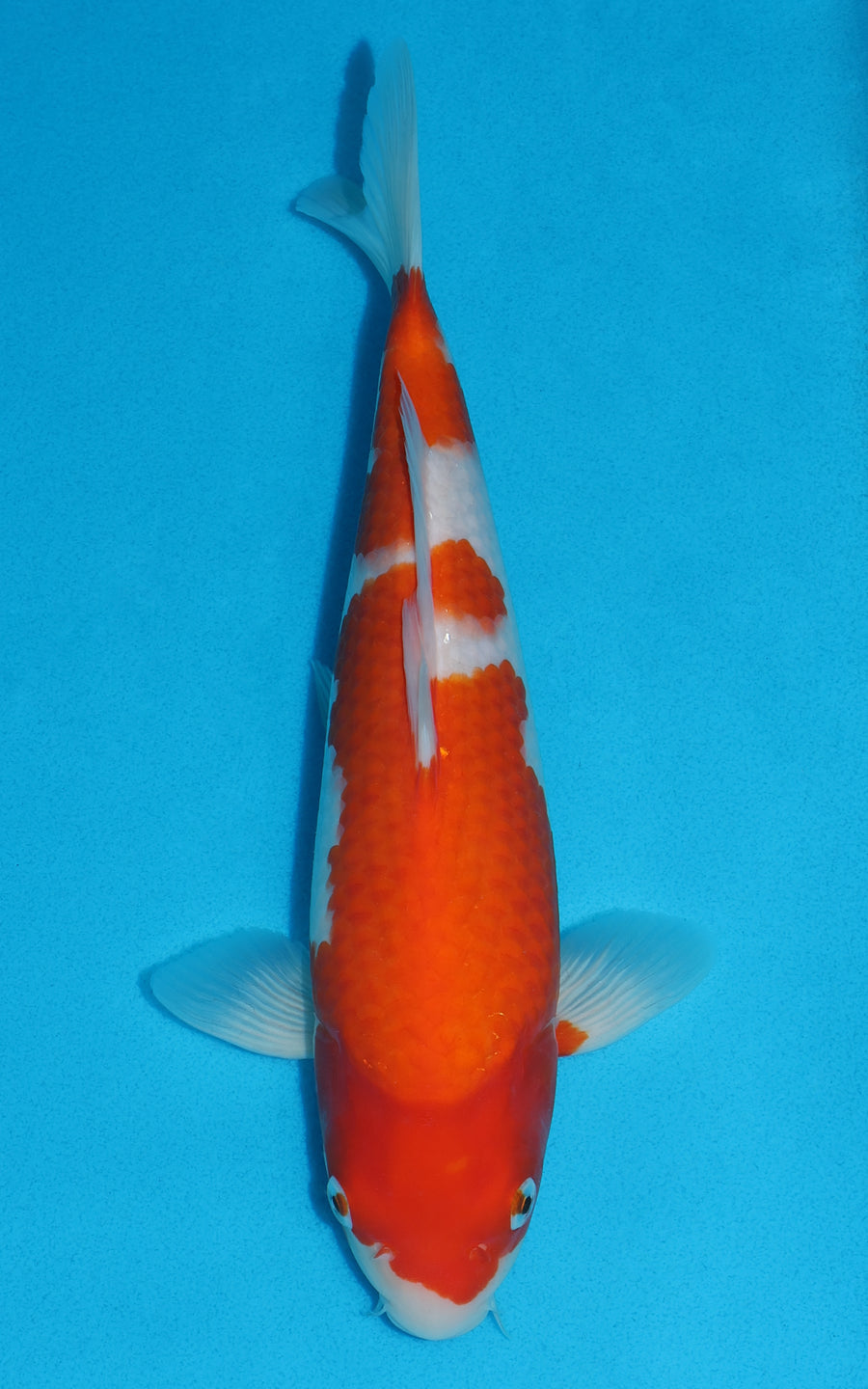 Kohaku - 31cm REF:19196