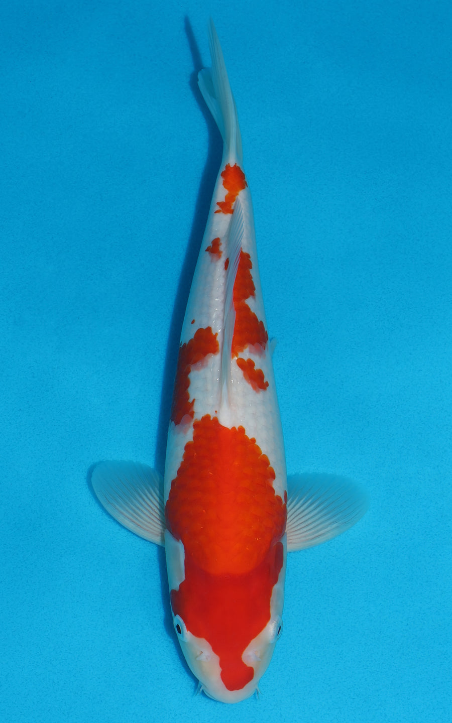 Kohaku - 32cm REF:19198