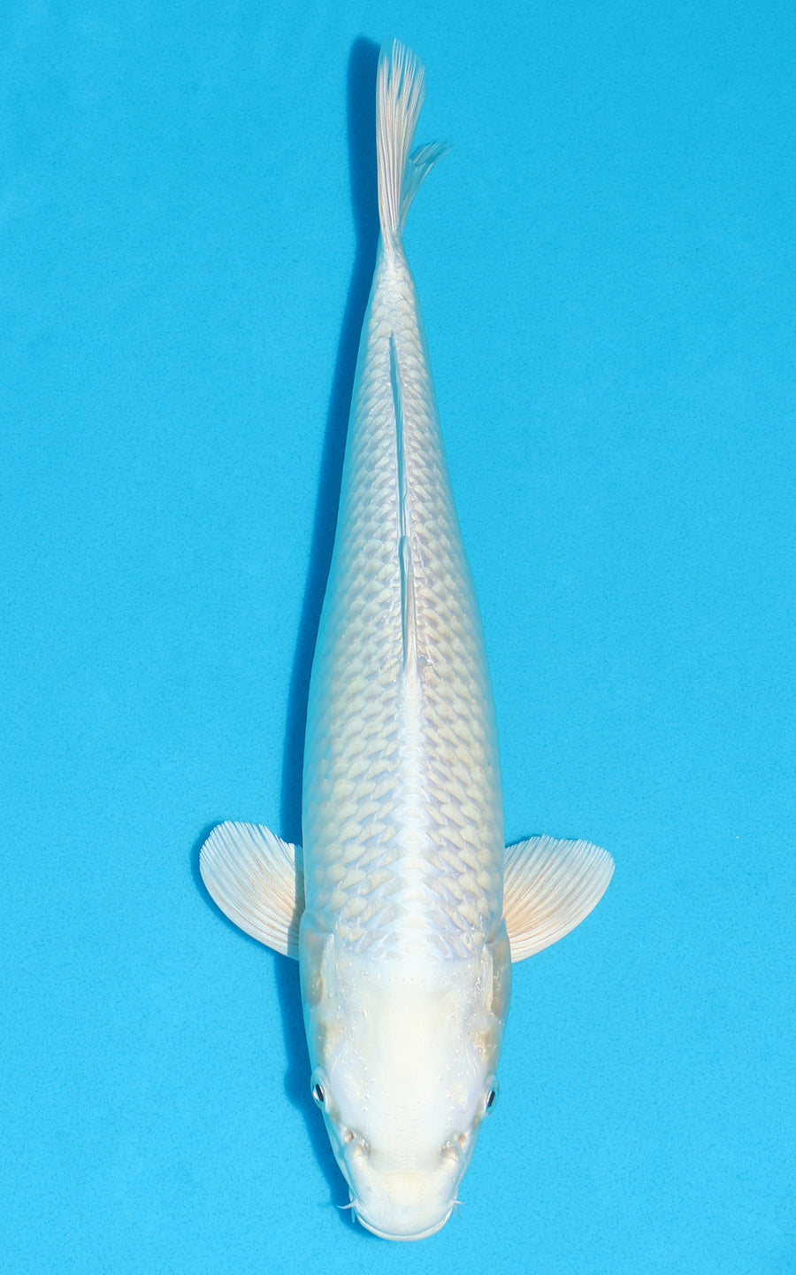 Platinum Ogon - 35cm REF:19448