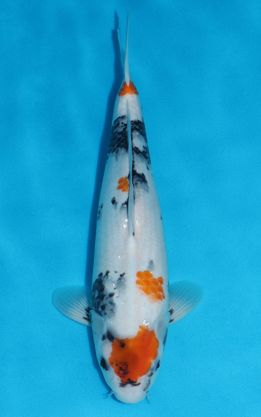 Showa - 36cm REF:19203