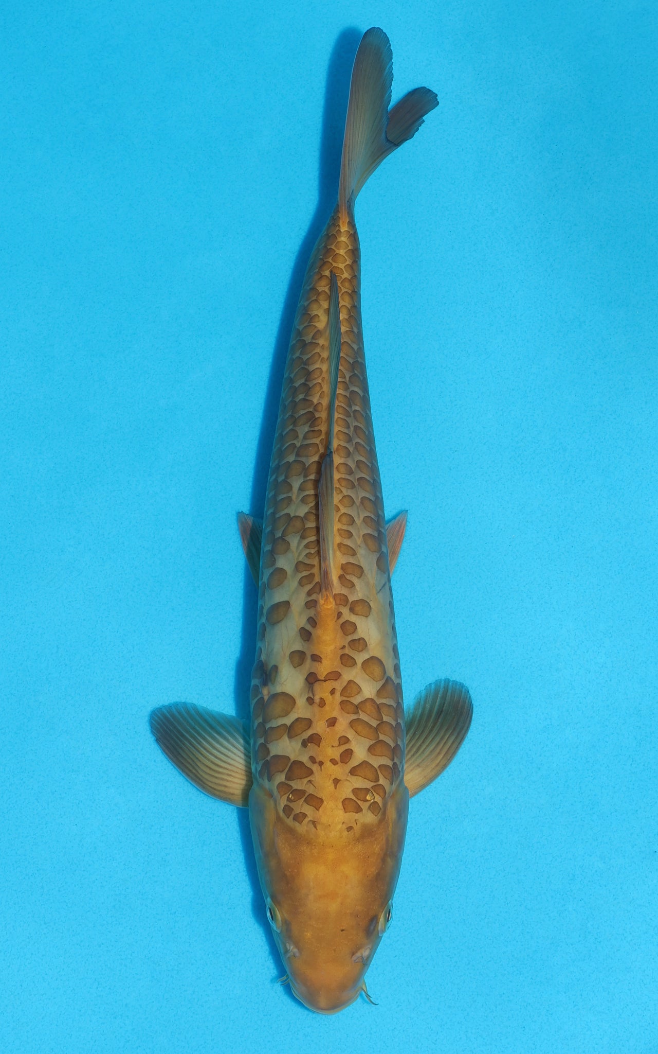 Aragoke Chagoi - 37cm REF:19451