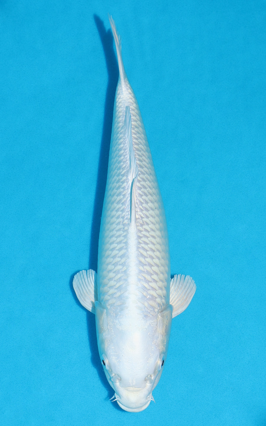 Platinum Ogon - 36cm REF:29190