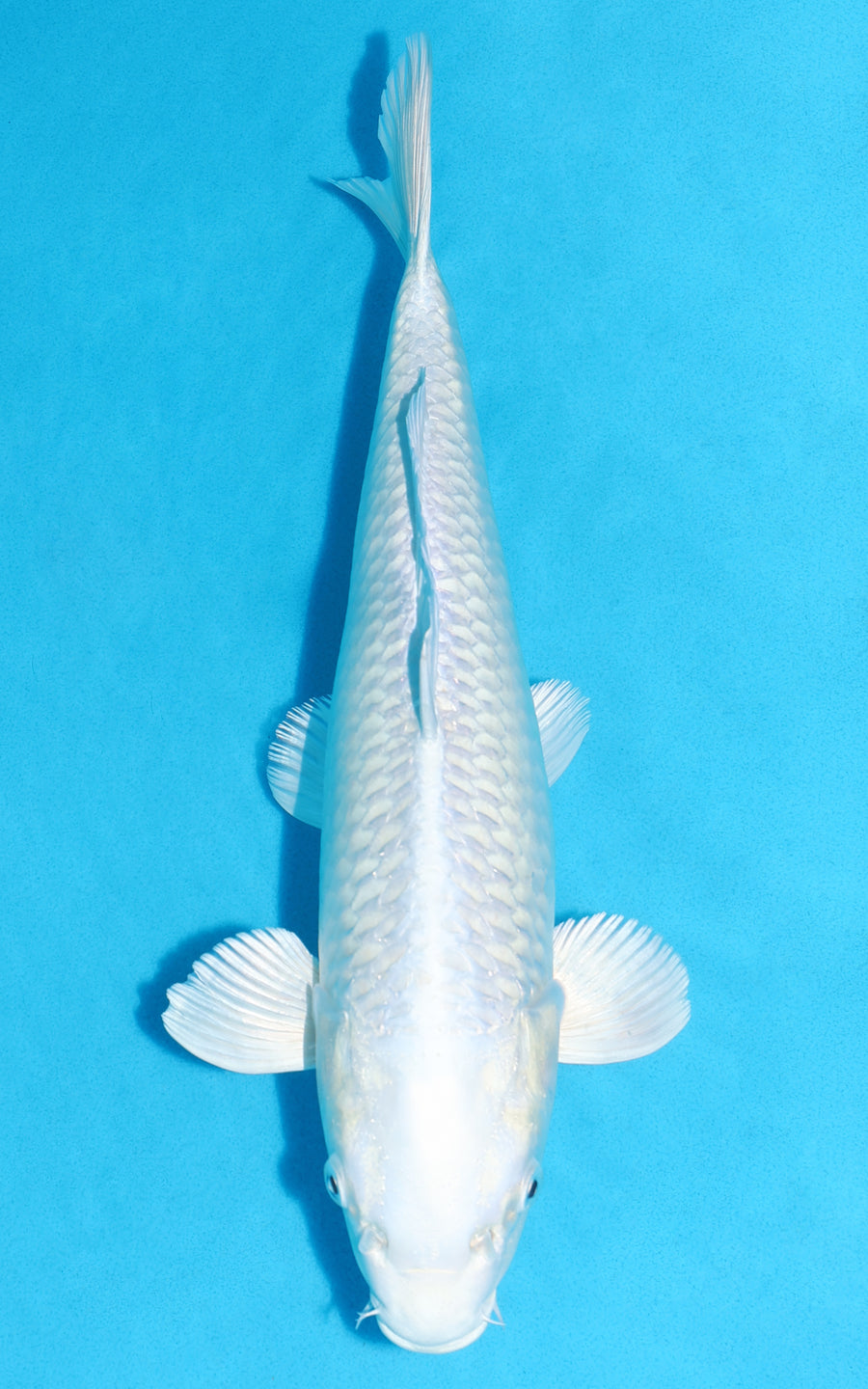 Platinum Ogon - 36cm REF:19460