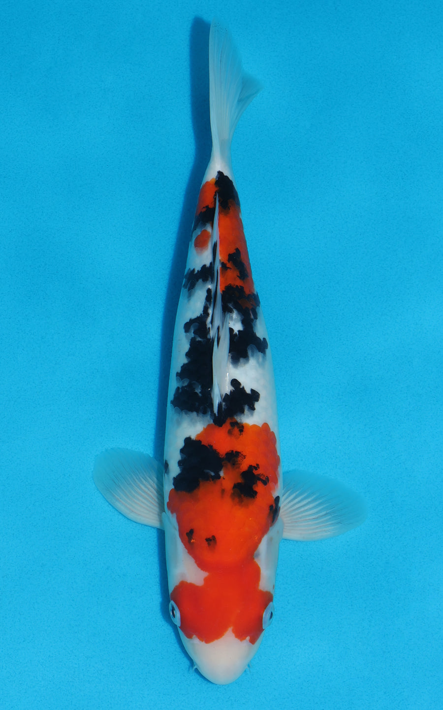 Sanke - 32cm REF:29074