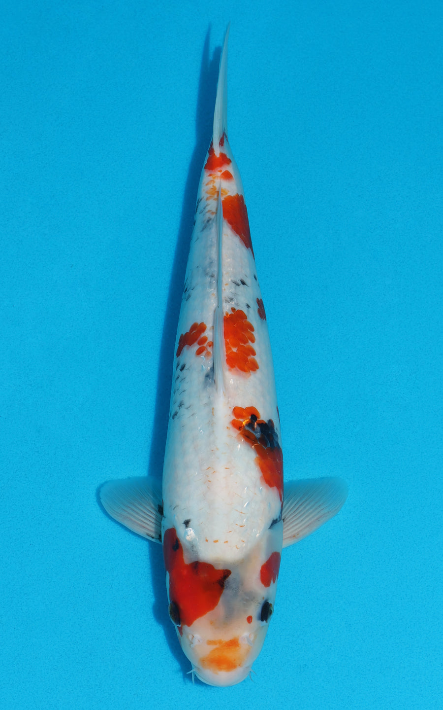 Showa - 37cm REF:19225