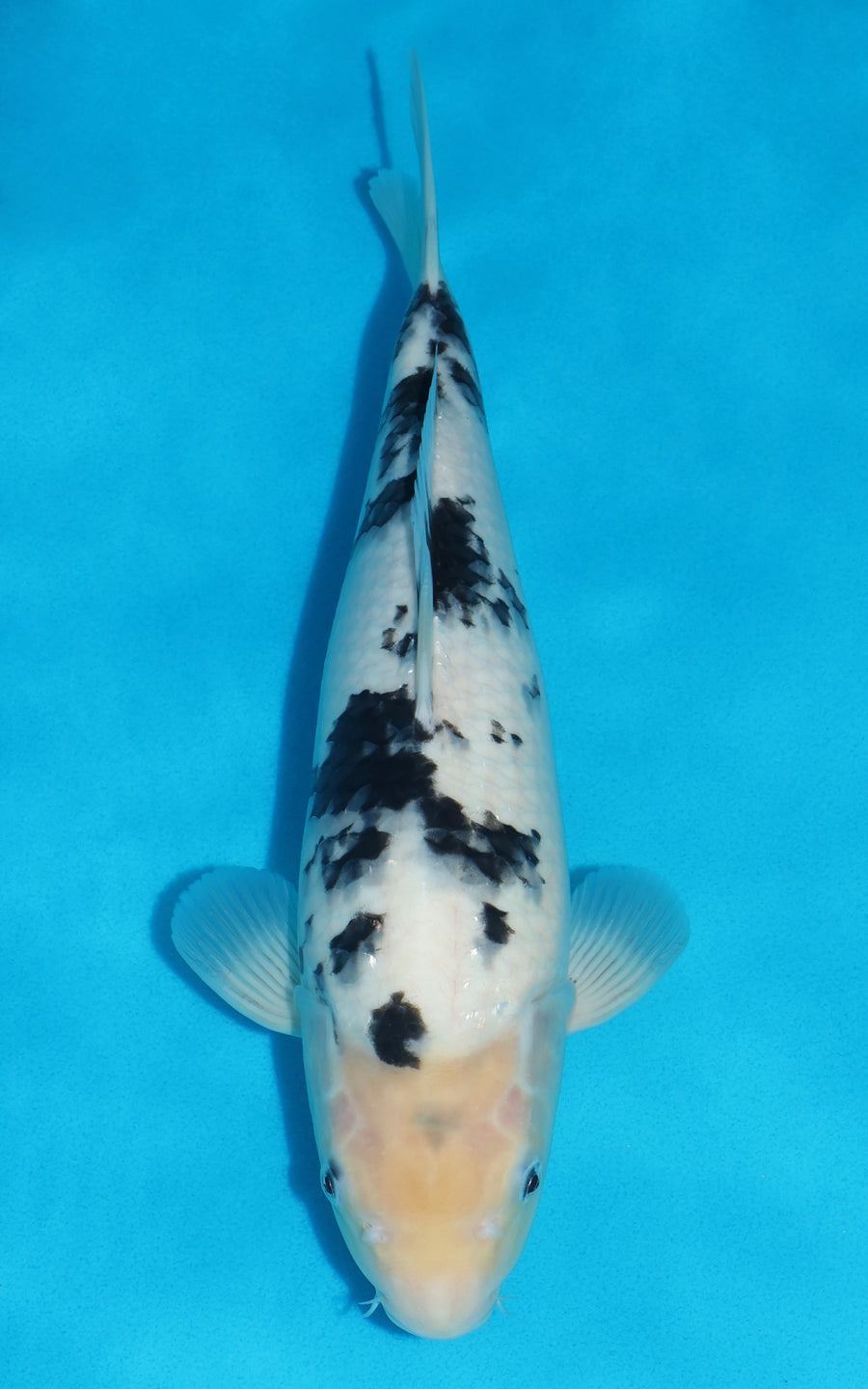 Shiro Bekko - 36cm REF:29191