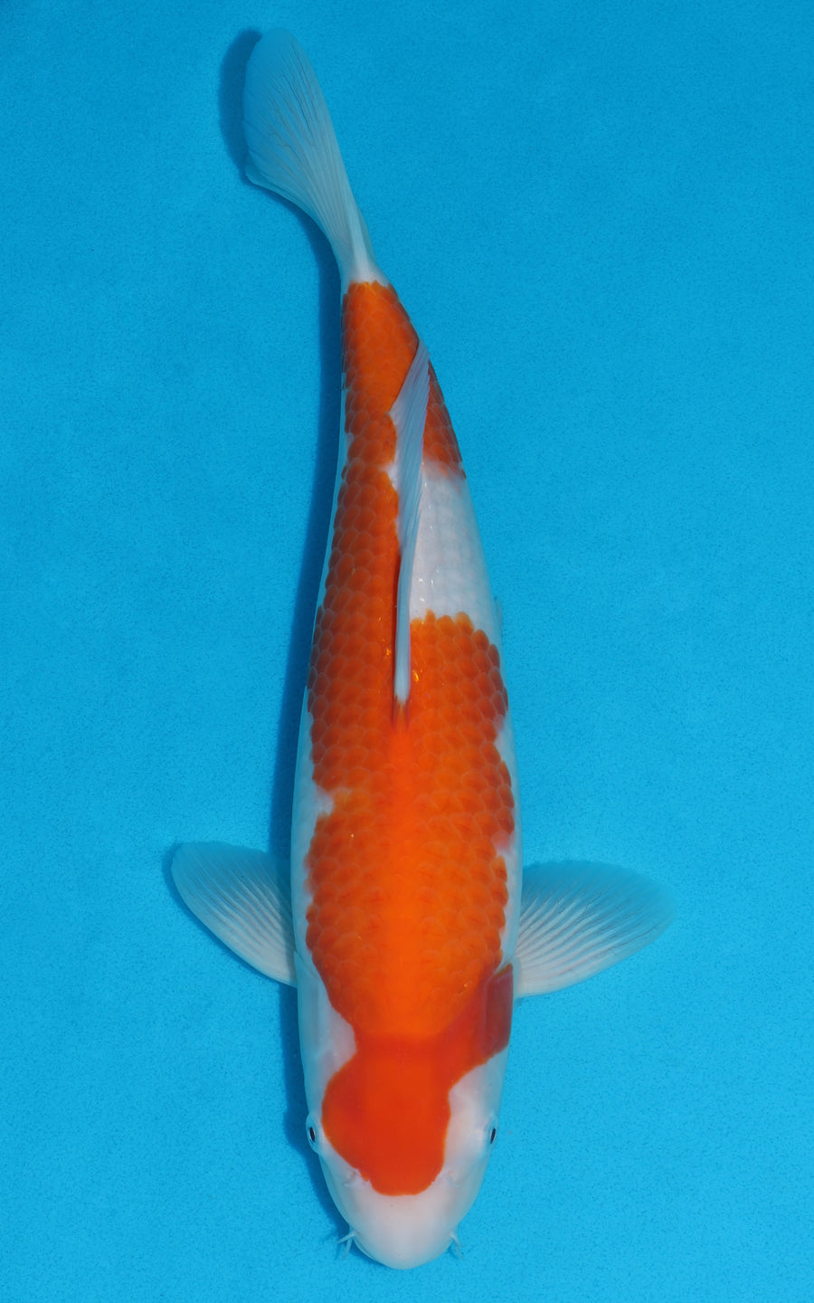 Kohaku - 37cm REF:19227
