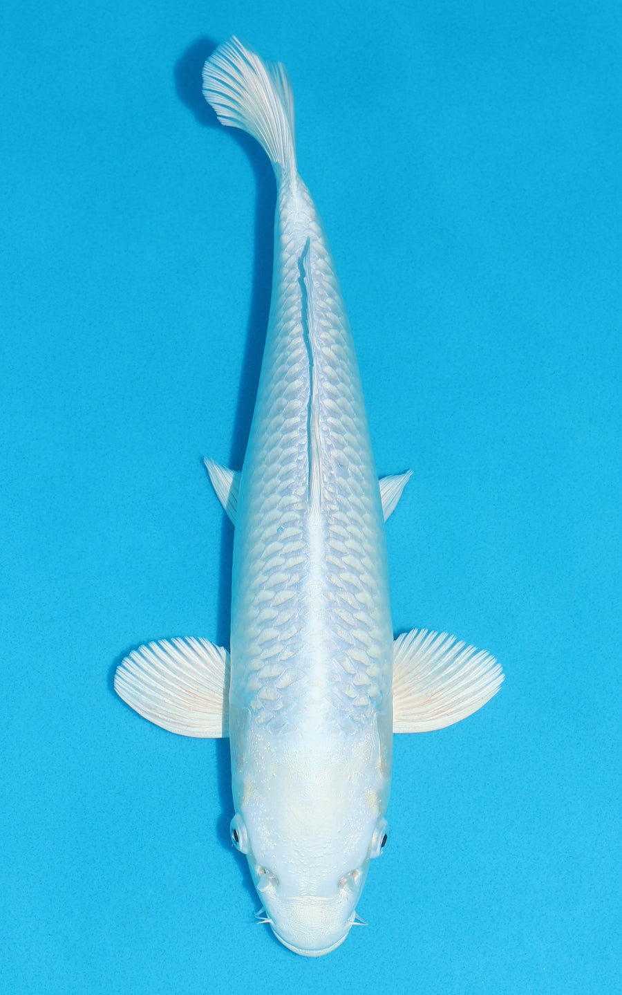 Platinum Ogon - 35cm REF:29192