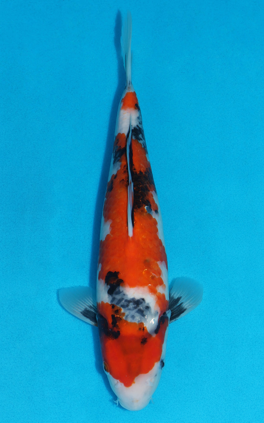 Showa - 33cm REF:19229