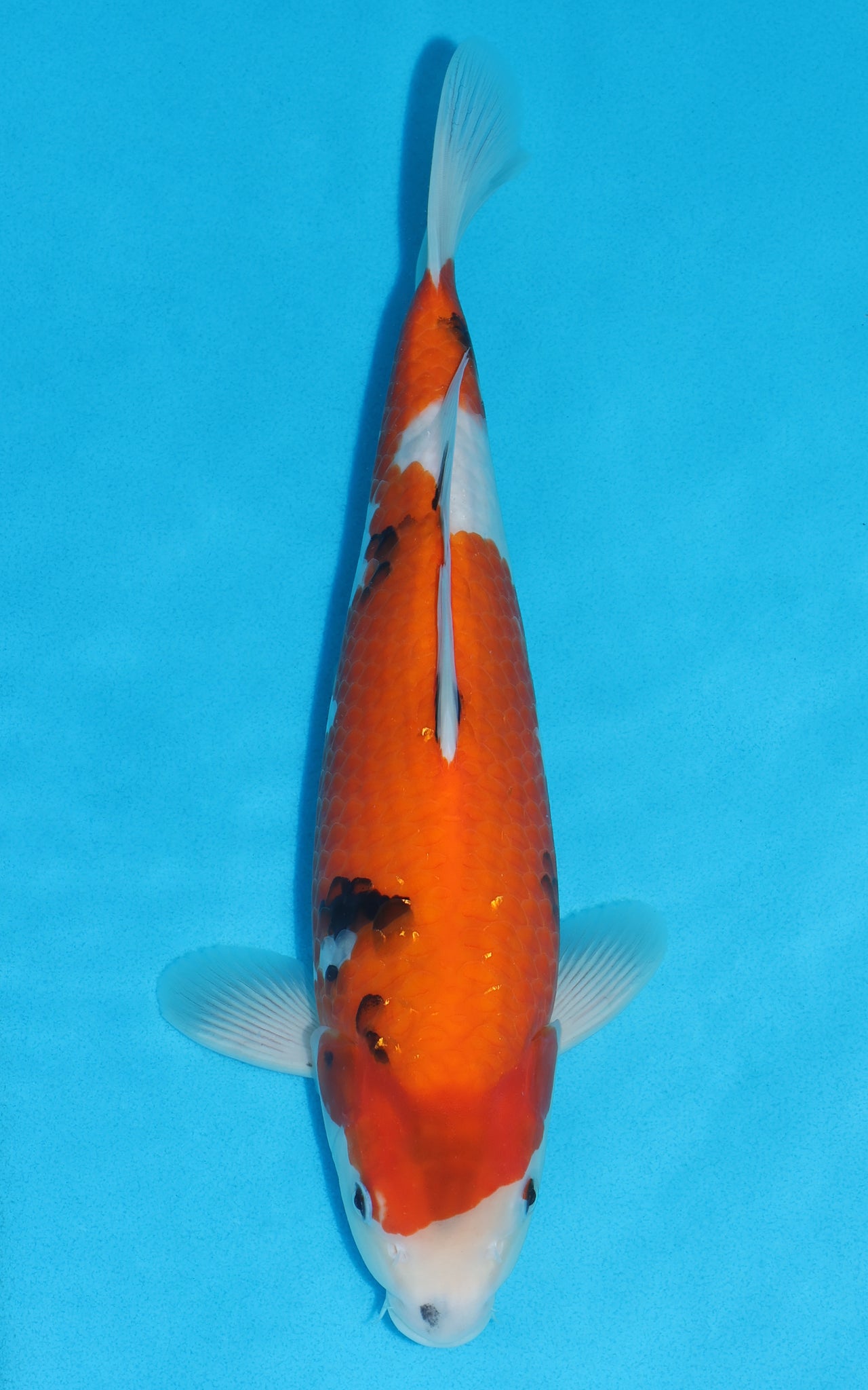 Showa - 34cm REF:19462