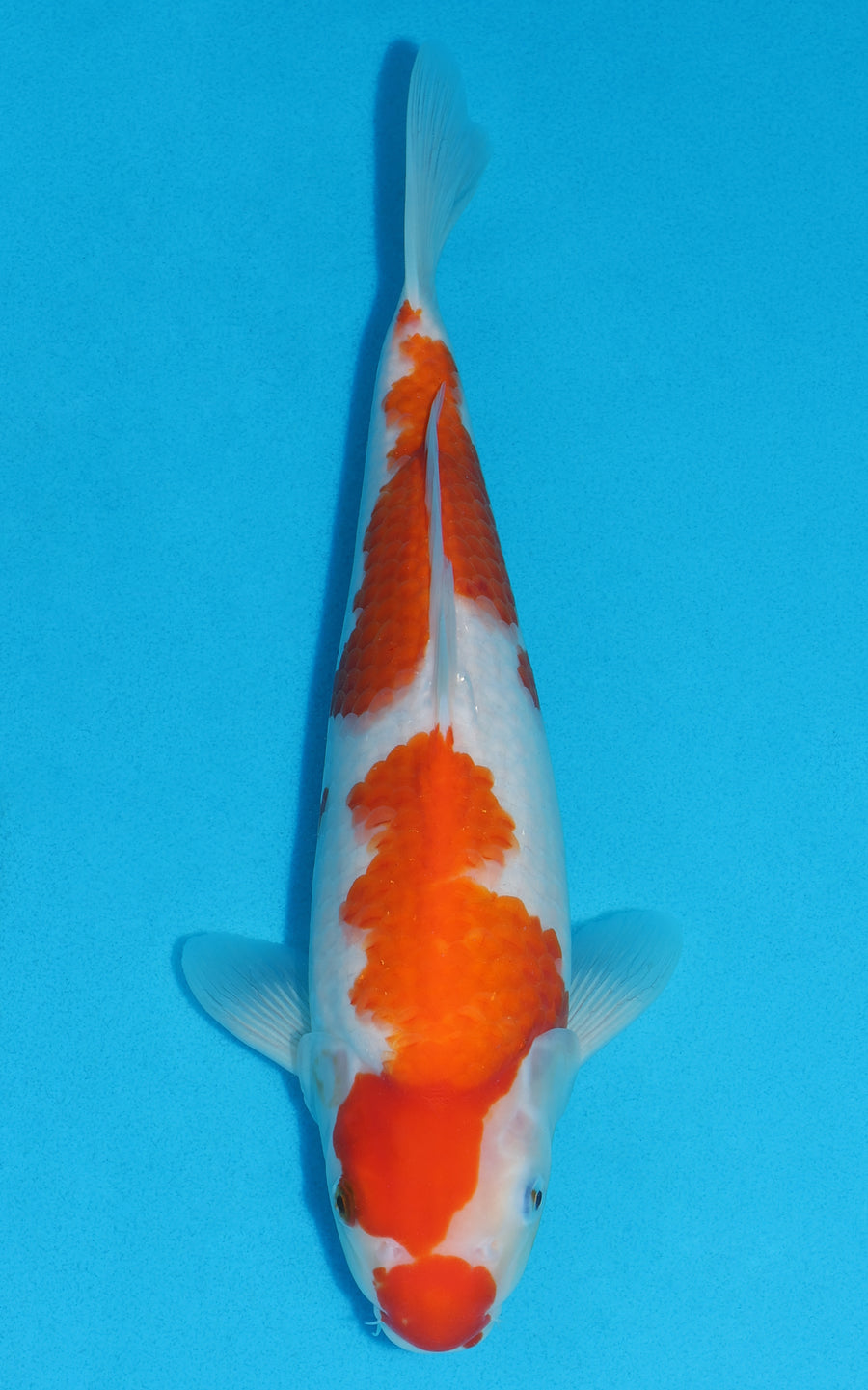 Kohaku - 33cm REF:19230