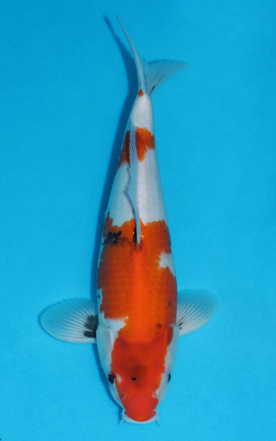Showa - 33cm REF:19464