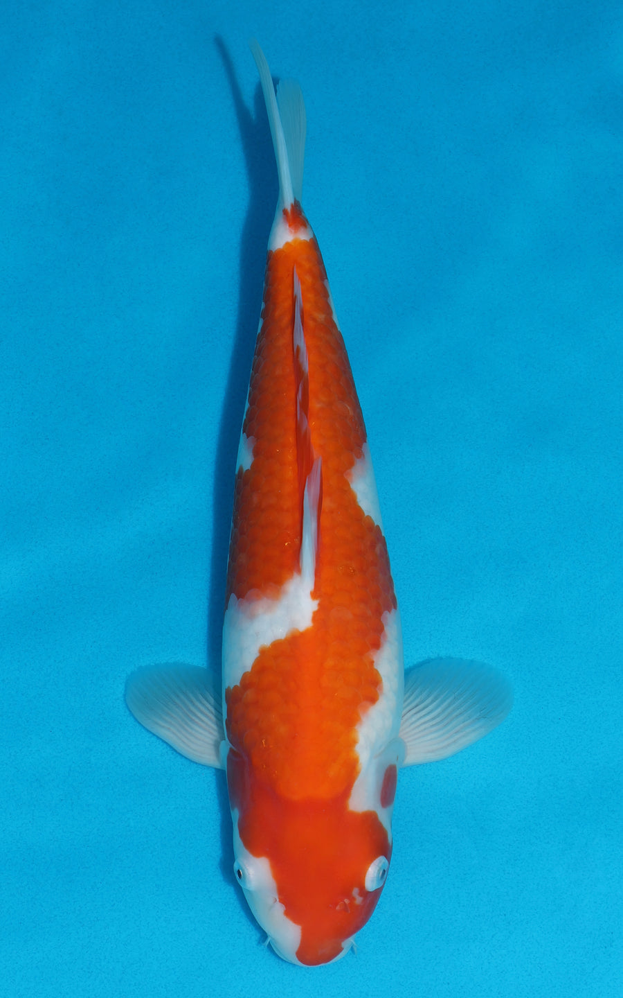 Kohaku - 36cm REF:19232