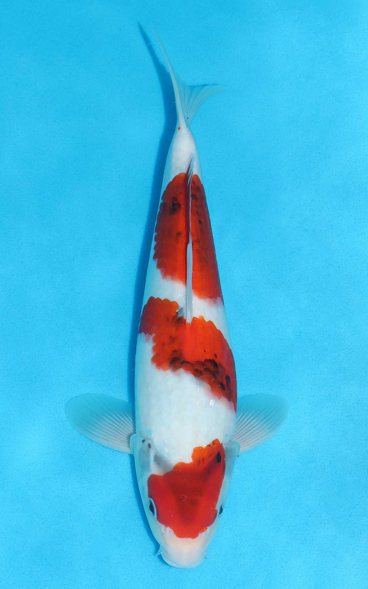Showa - 33cm REF:19466