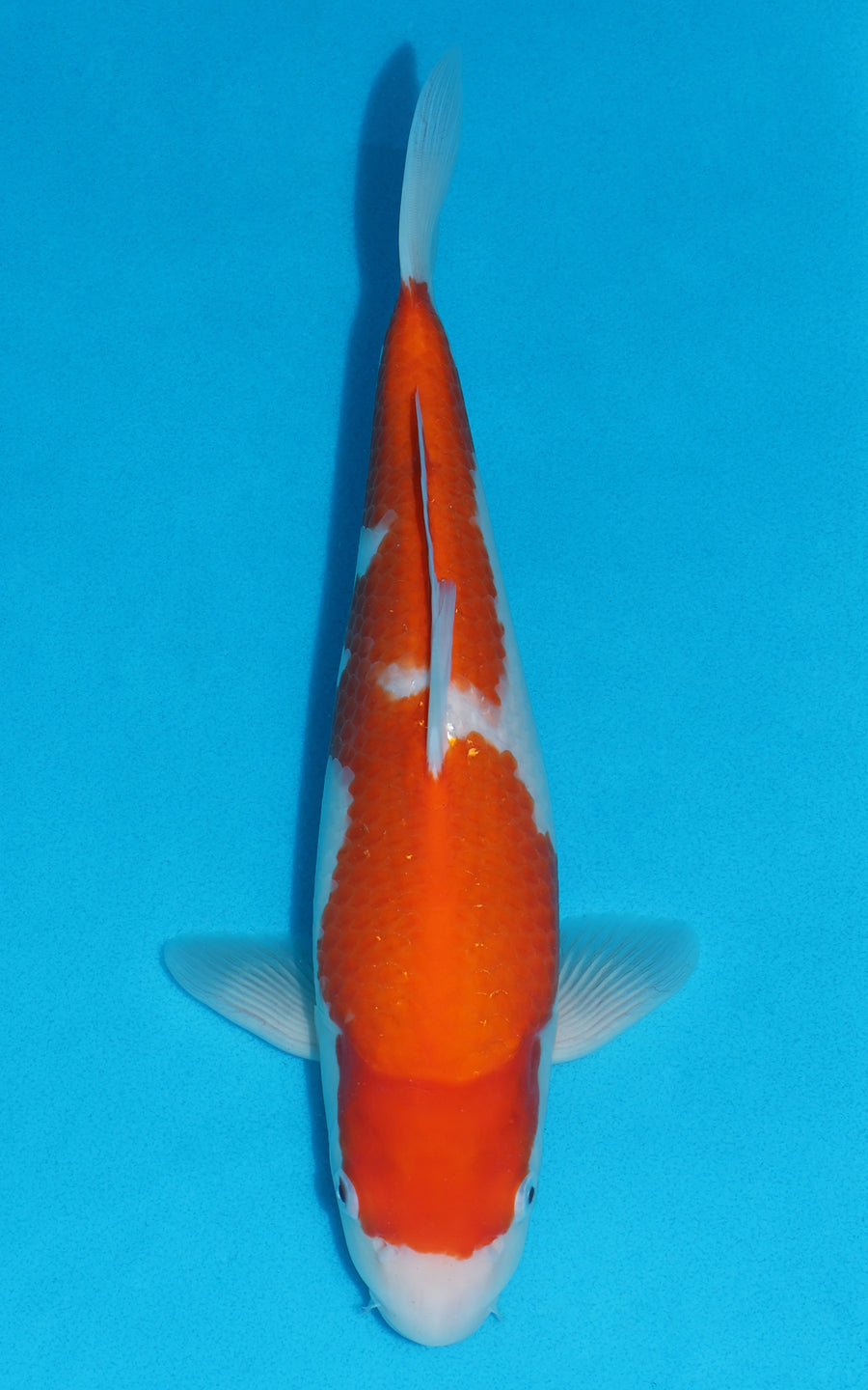 Kohaku - 34cm REF:19236