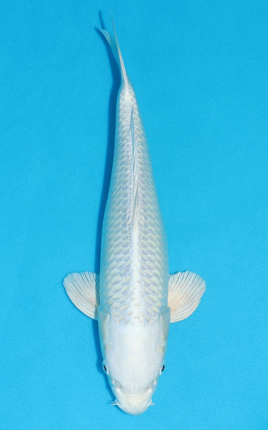 Platinum Ogon - 34cm REF:19468