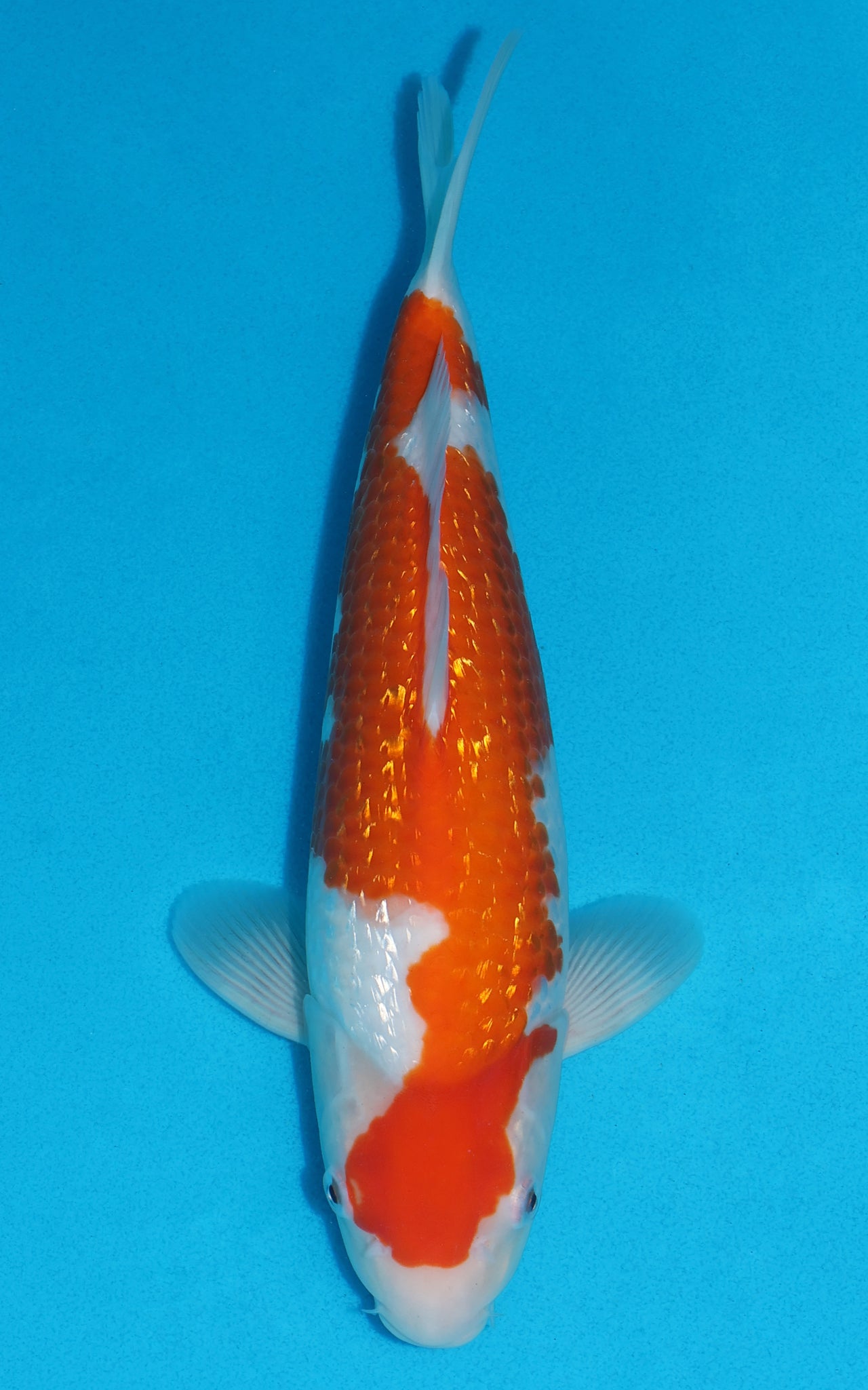 Gin Rin Kohaku - 32cm REF:19240