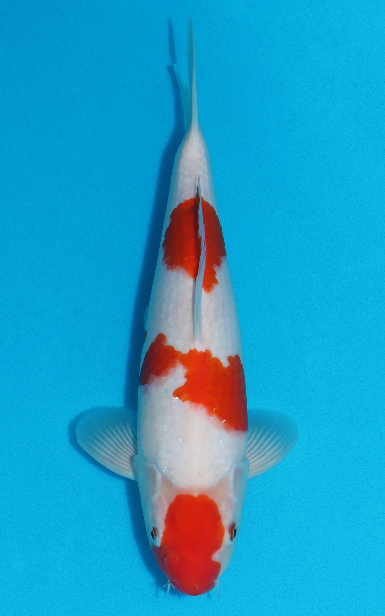 Kohaku - 31cm REF:19246