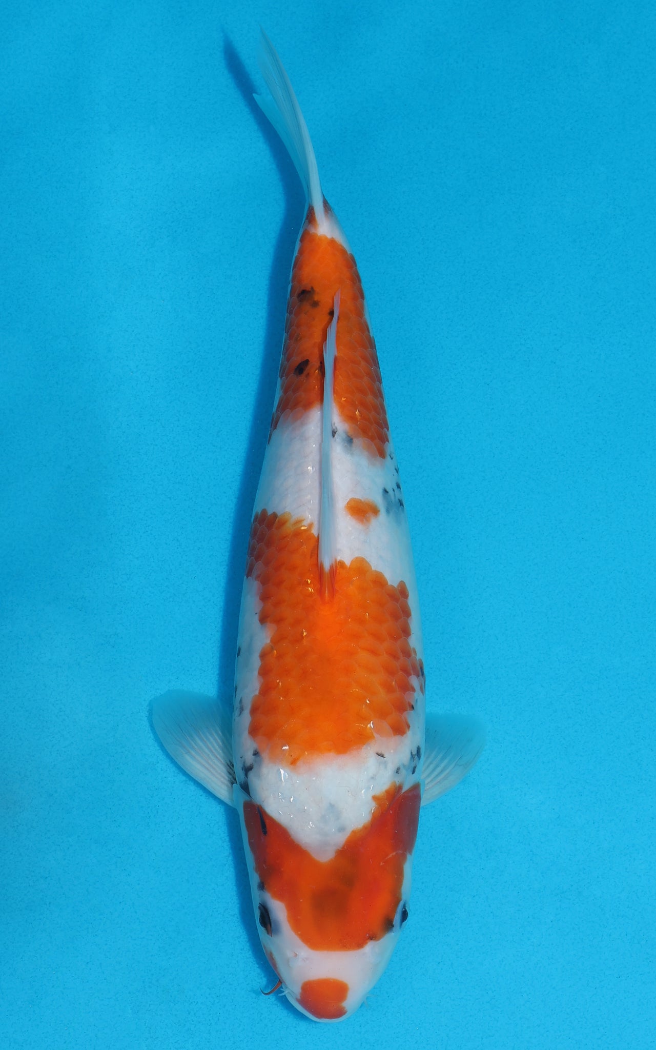 Showa - 33cm REF:19247