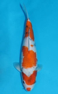 Thumbnail for Showa - 33cm REF:19247