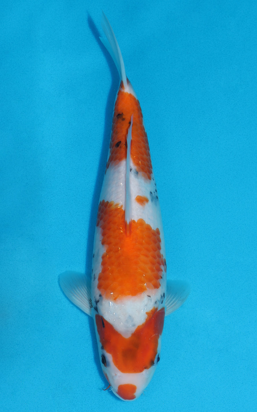 Showa - 33cm REF:19247