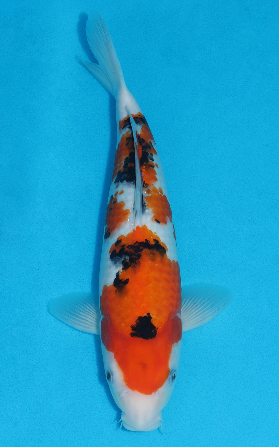 Sanke - 31cm REF:19248