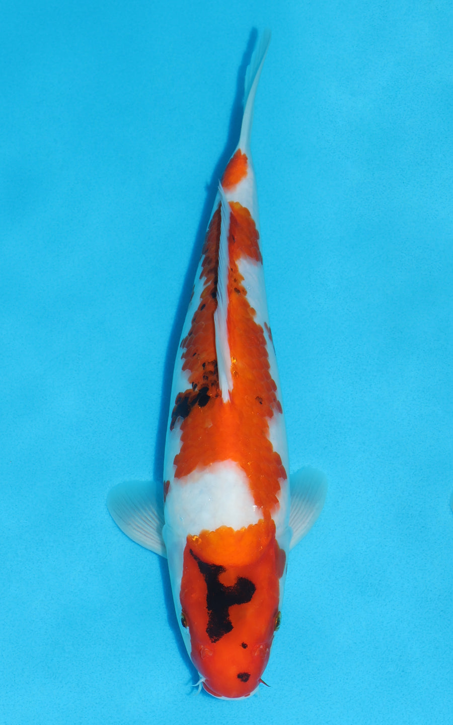Showa - 34cm REF:19475