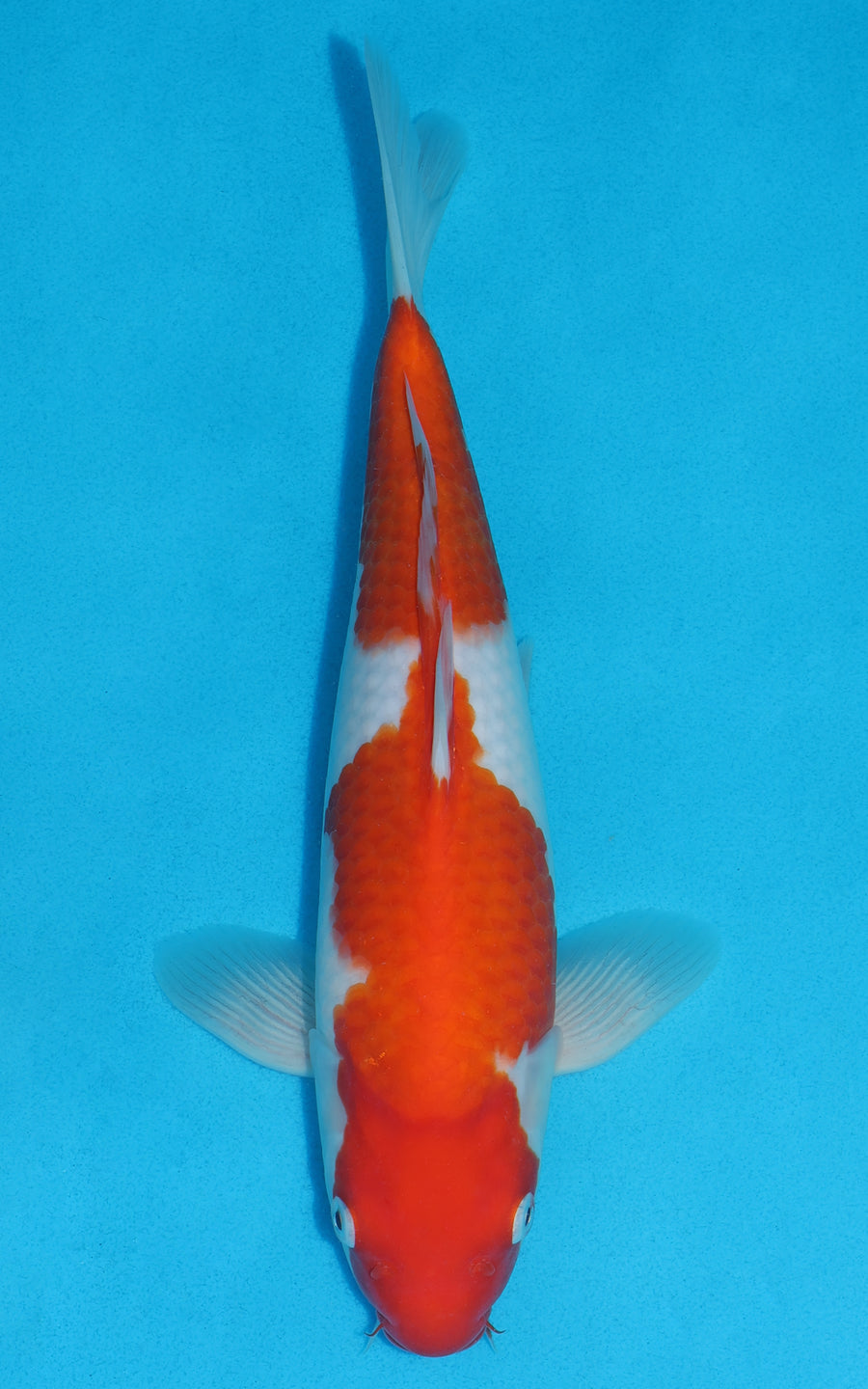 Kohaku - 31cm REF:19249