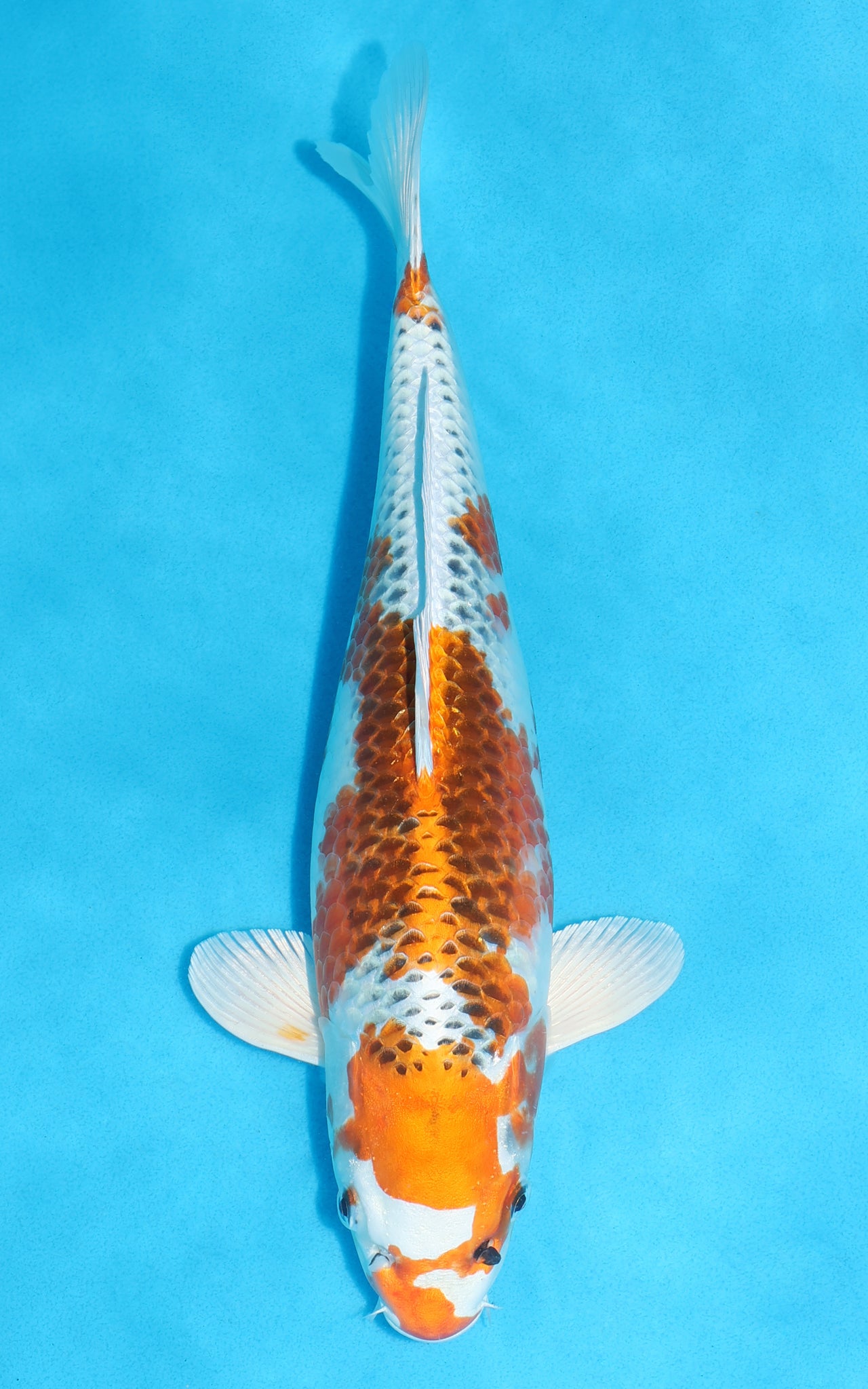 Kujaku - 36cm REF:29193