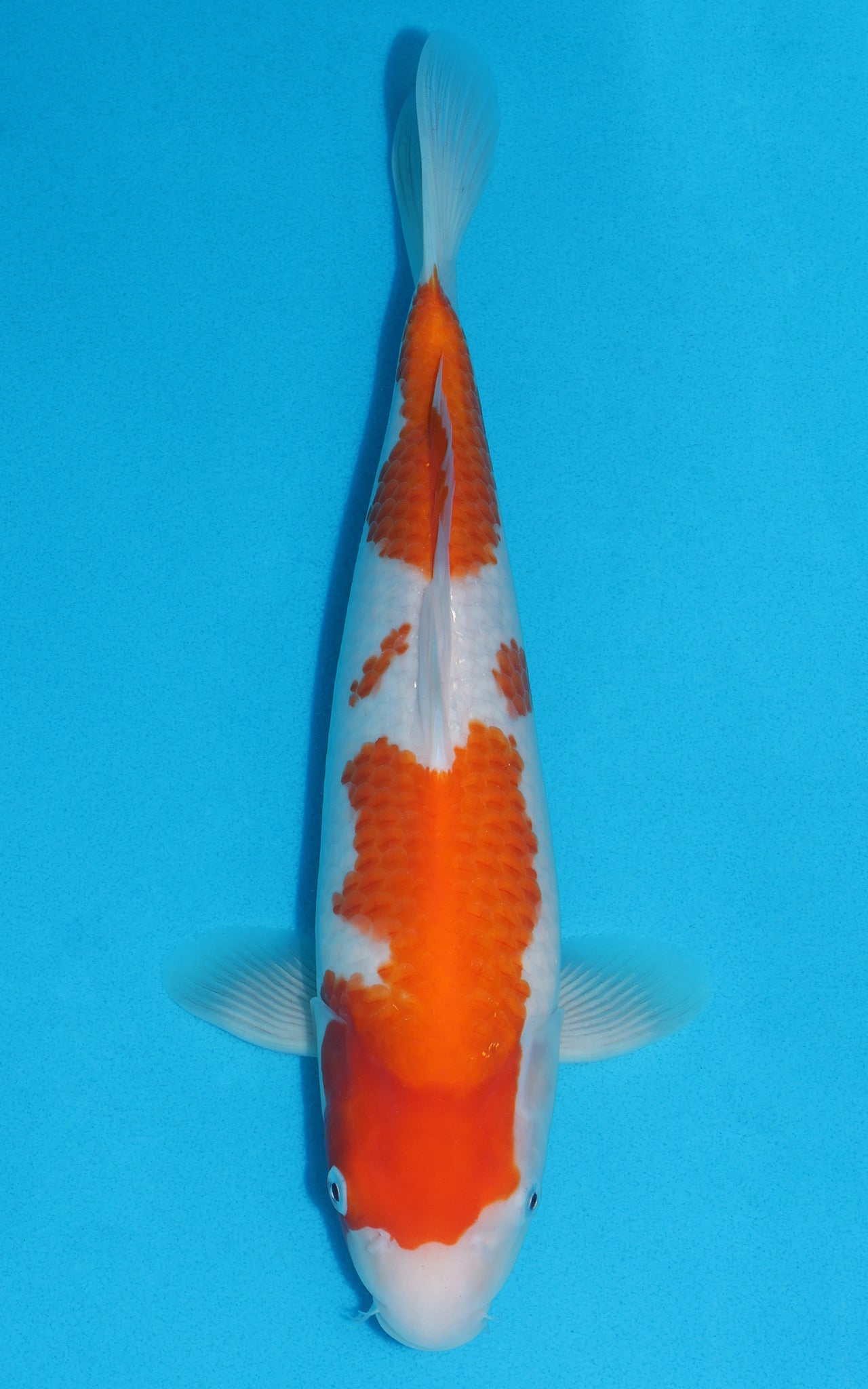 Kohaku - 35cm REF:19251