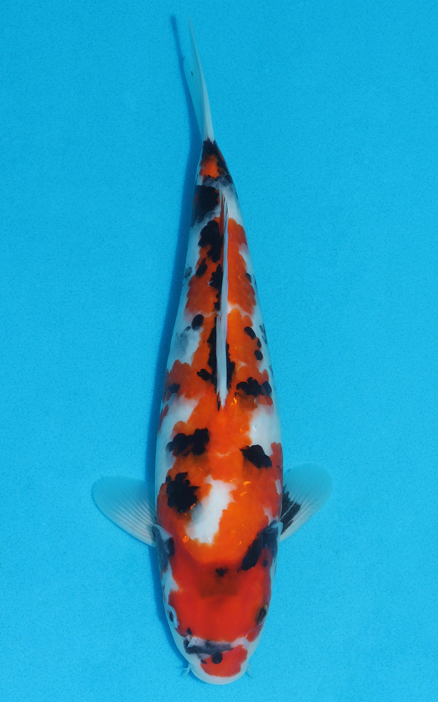 Showa - 31cm REF:19252