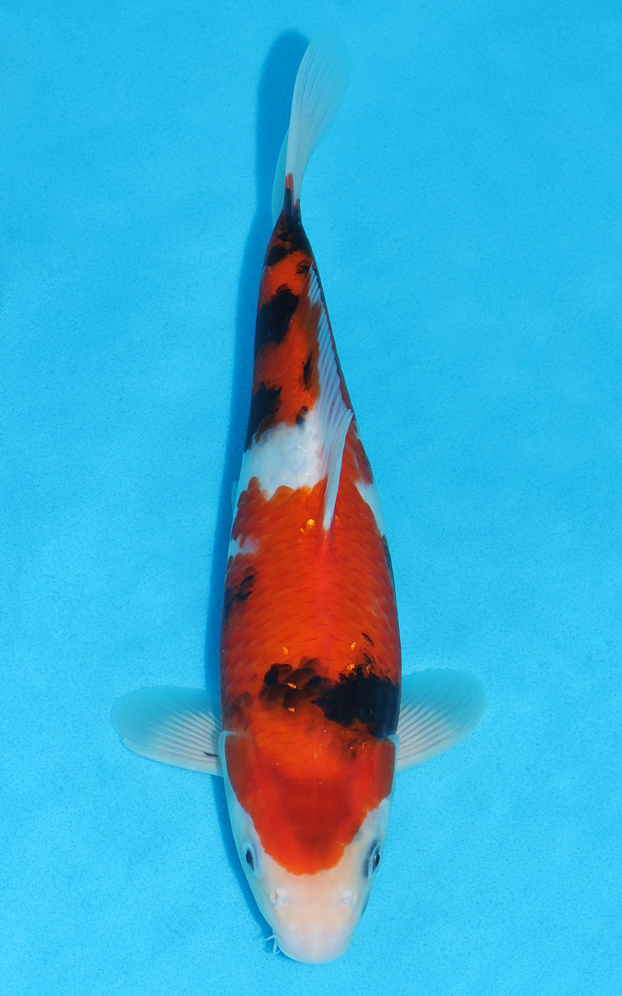 Showa - 32cm REF:19480