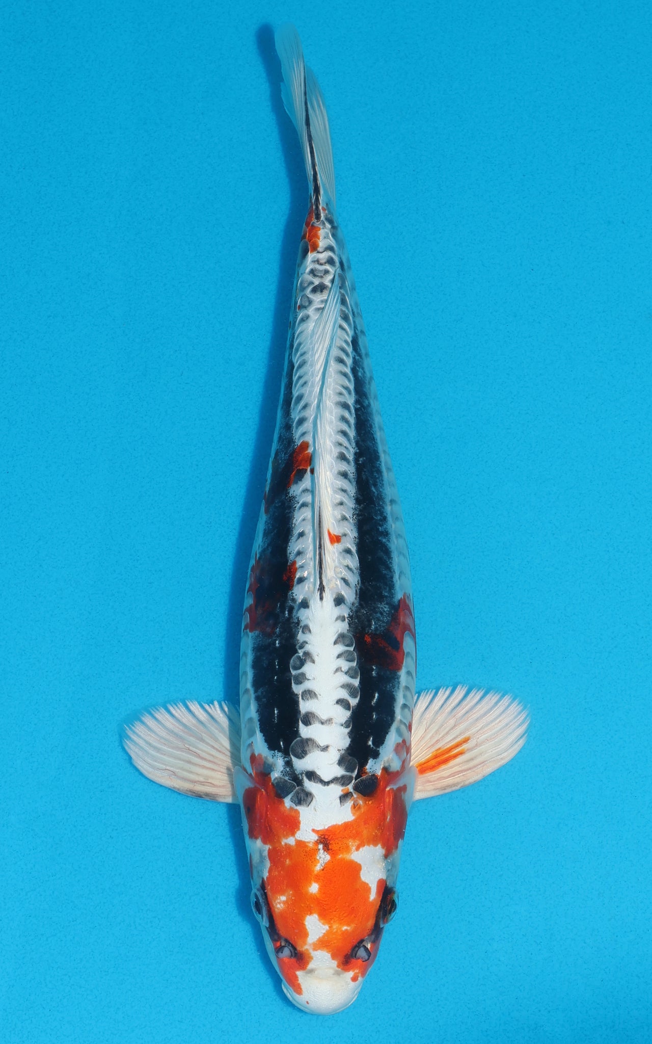 Doitsu Kujaku - 33cm REF:19253