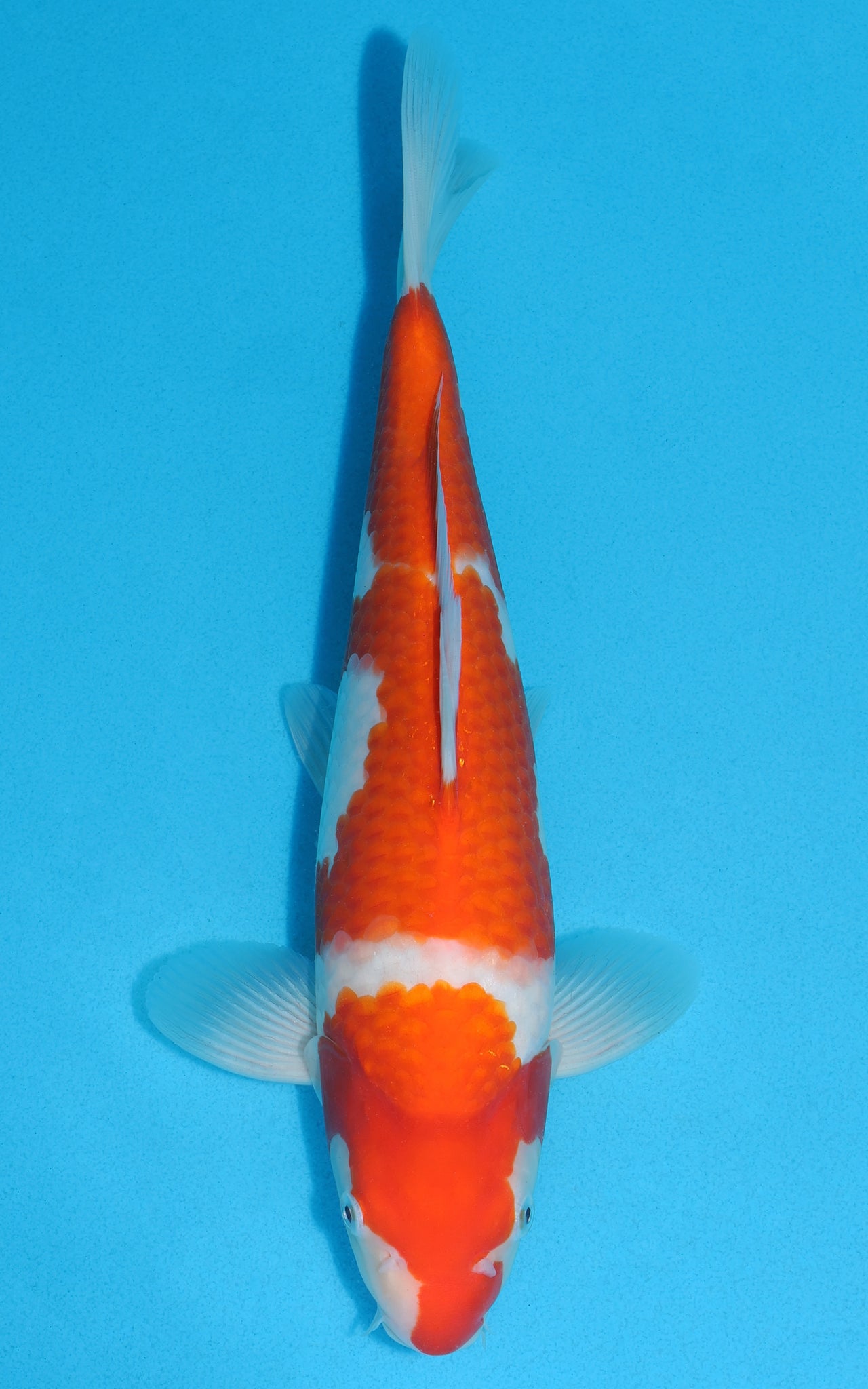 Kohaku - 32cm REF:19254