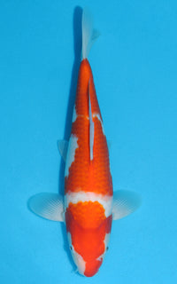 Thumbnail for Kohaku - 32cm REF:19254