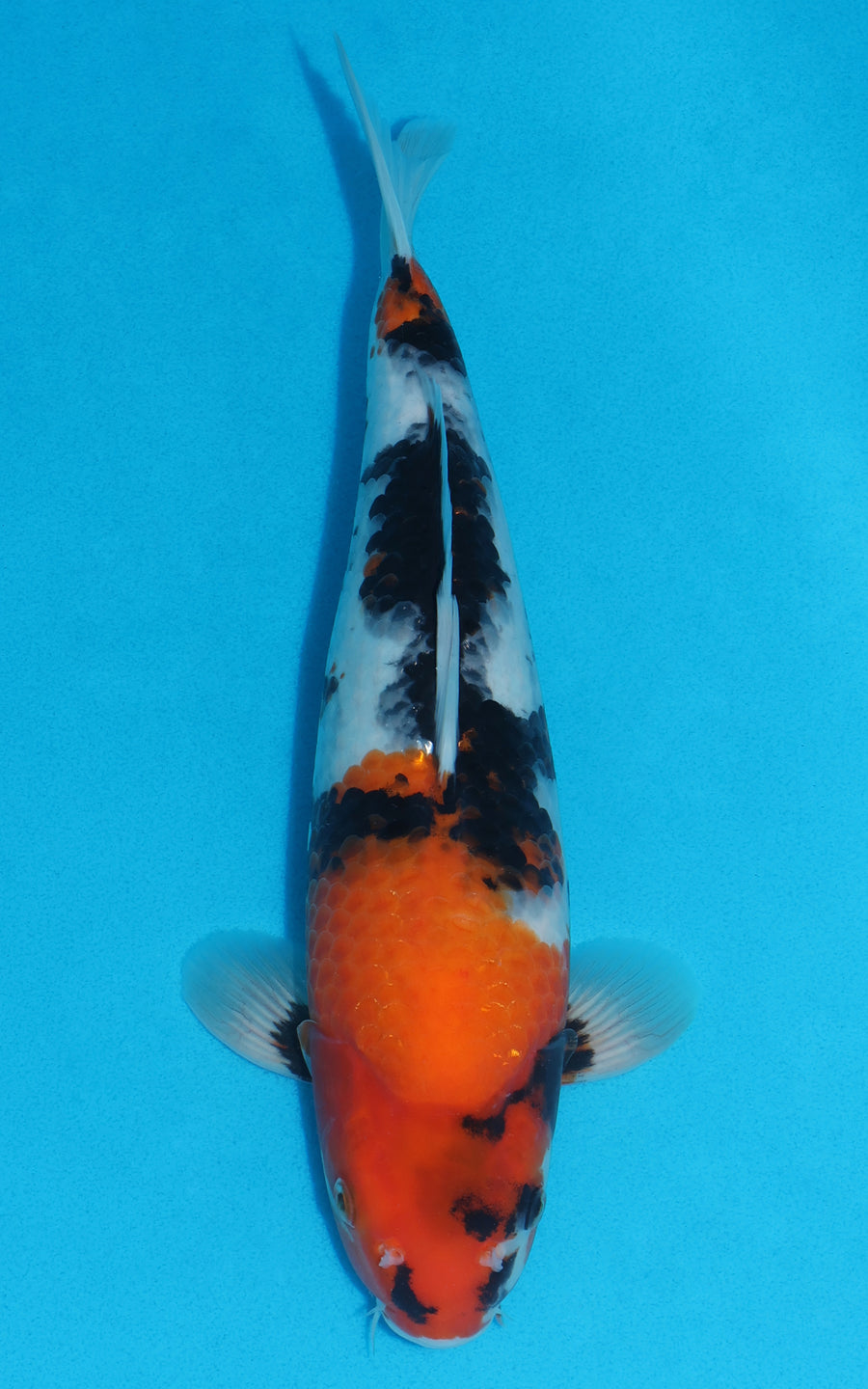 Showa - 34cm REF:19256