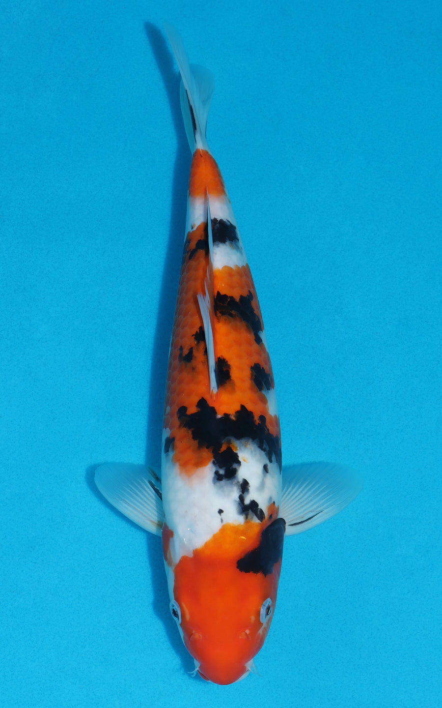 Sanke - 34cm REF:19257