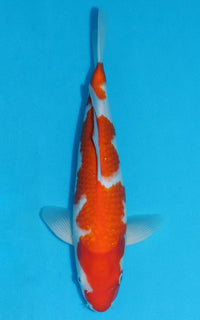 Thumbnail for Kohaku - 35cm REF:19258