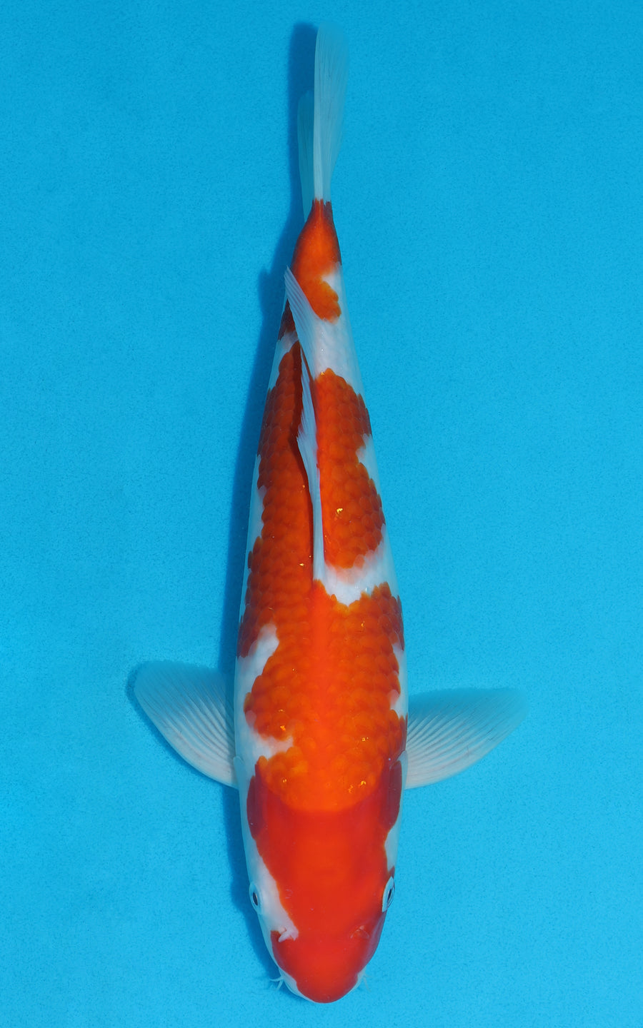 Kohaku - 35cm REF:19258