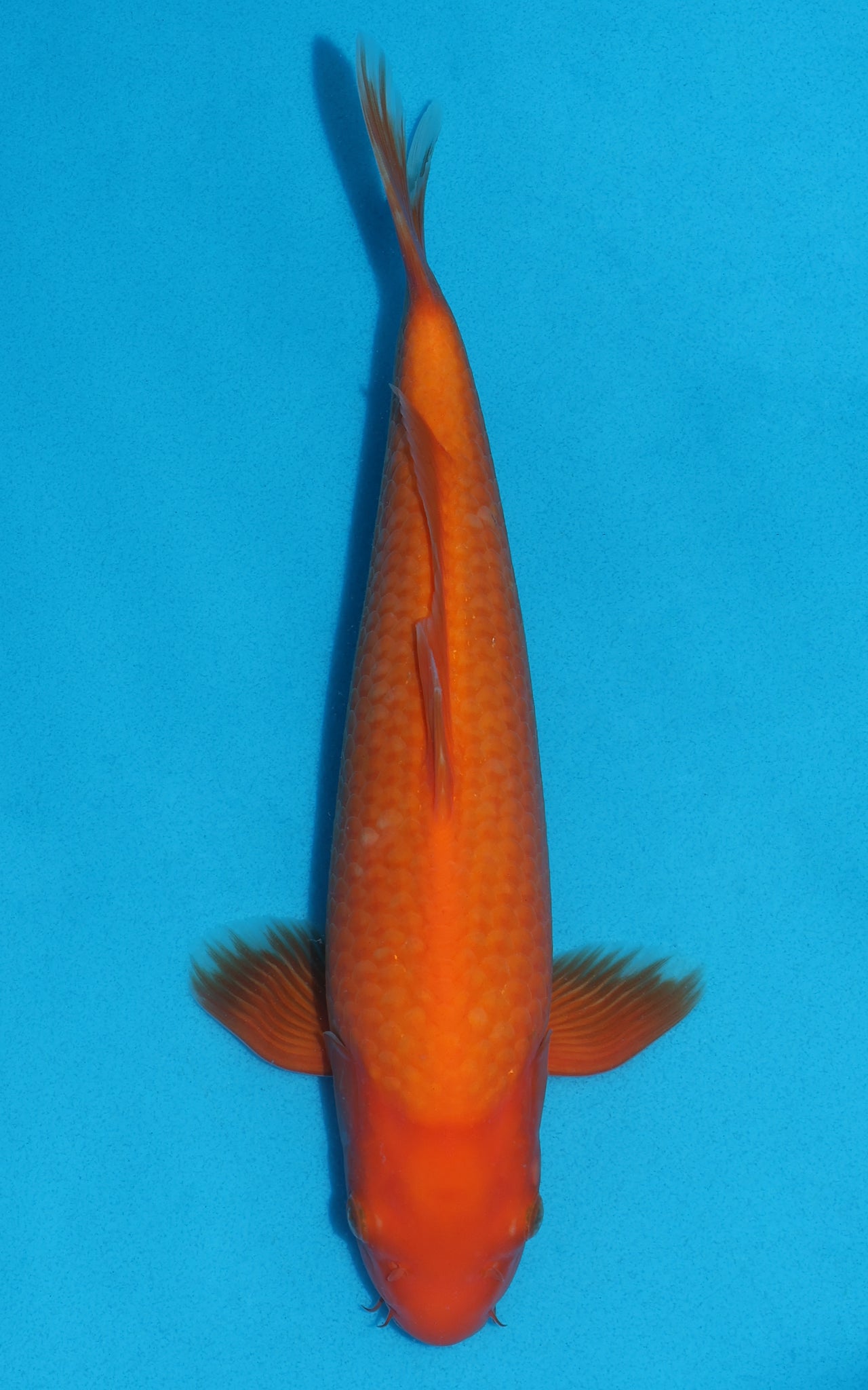 Benigoi - 30cm REF:19259