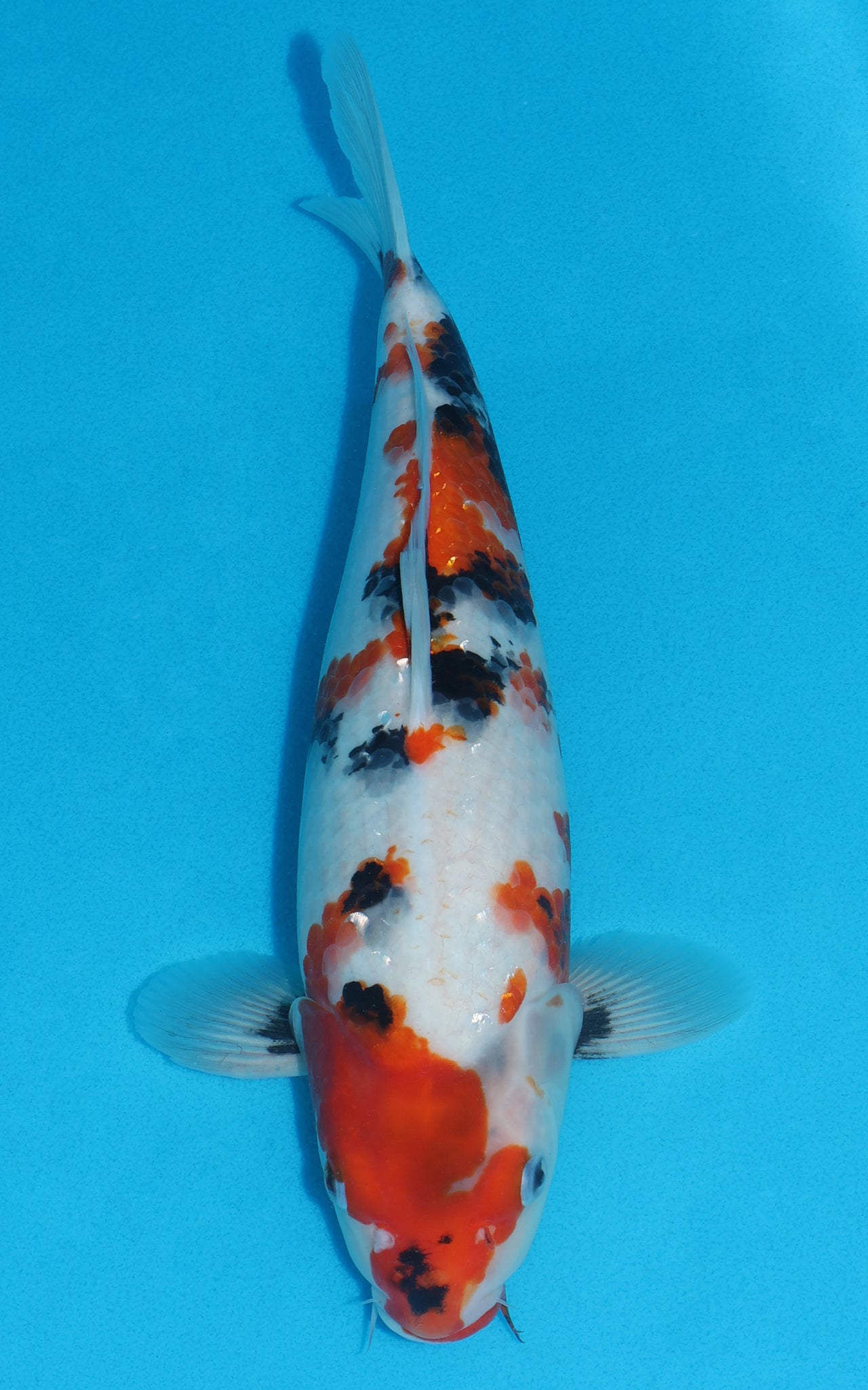 Showa - 35cm REF:19260