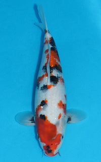 Thumbnail for Showa - 35cm REF:19260