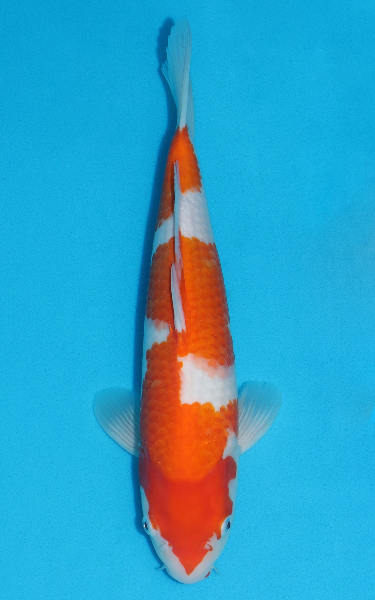 Kohaku - 35cm REF:19261