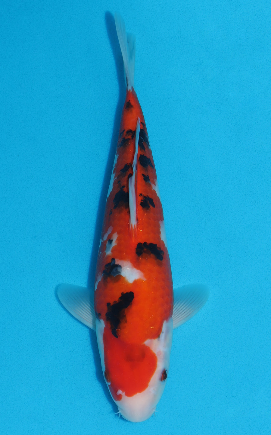 Sanke - 30cm REF:19262