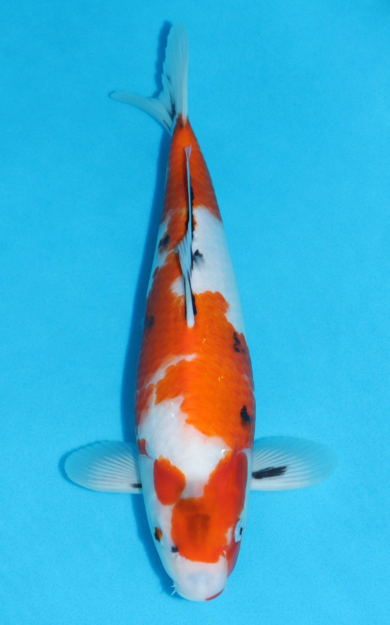Showa - 34cm REF:19485